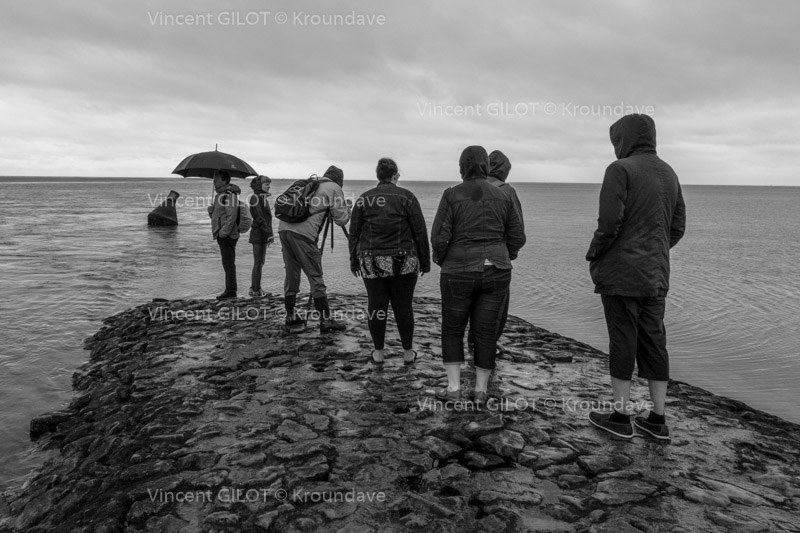 Observation des phoques