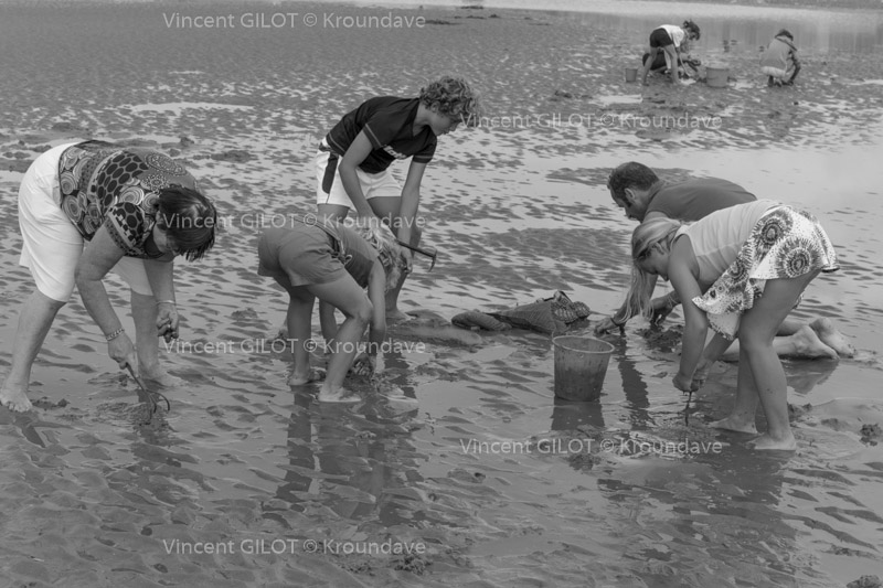 Cueillette de coquillage